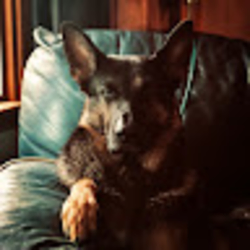 Meet your Posher, Trevor